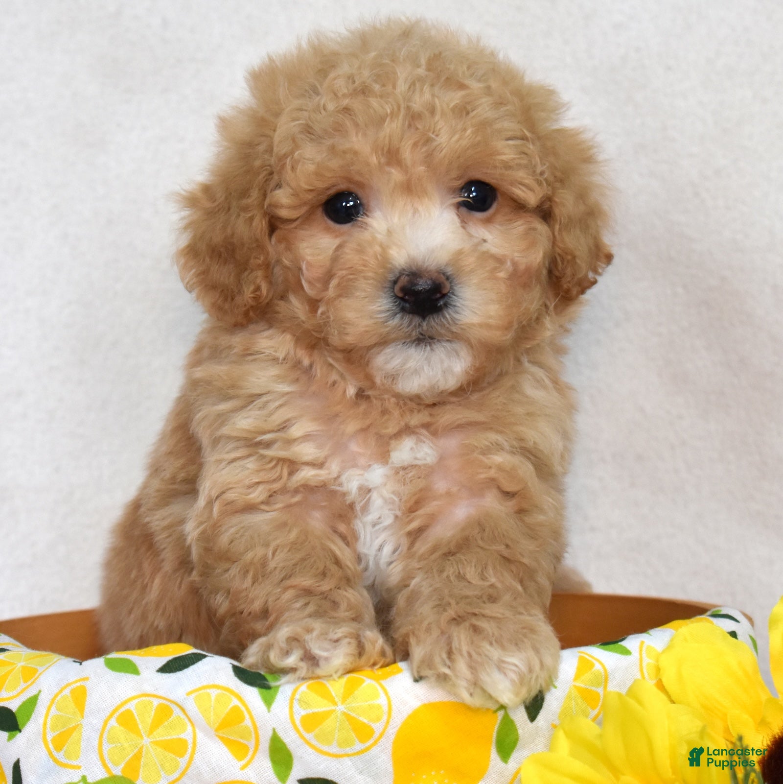 Bichpoo dogs Chex - Ad 1