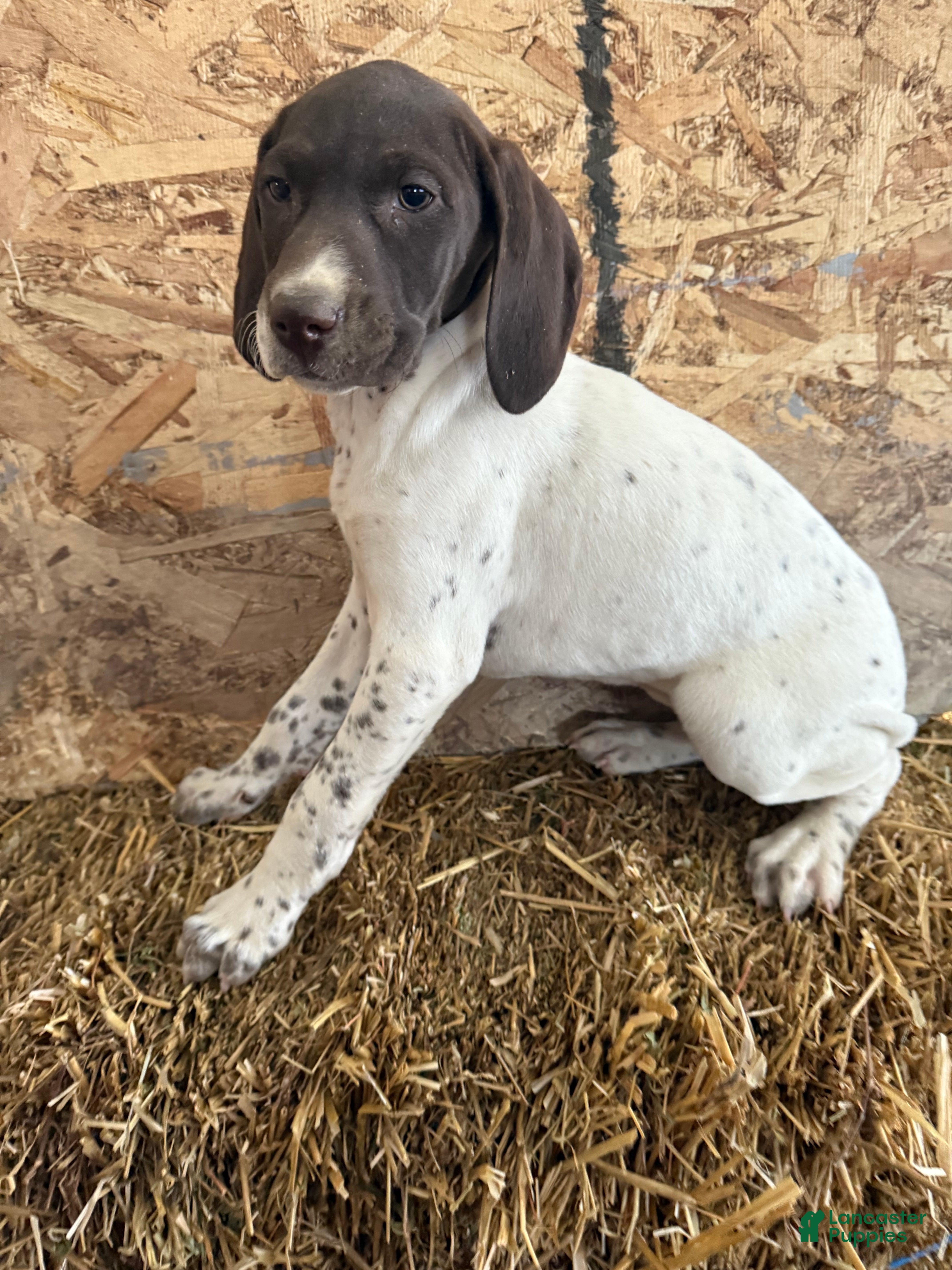 German Shorthaired Pointer dogs German Shorthaired Pointer Puppy 7 - Ad 7