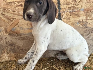 German Shorthaired Pointer dogs German Shorthaired Pointer Puppy 7 - Ad 26