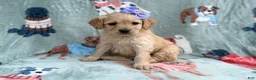 Goldendoodle dogs for sale: Brylynn - Ad 3