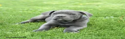 Cane Corso dogs for sale: Spike - Ad 5