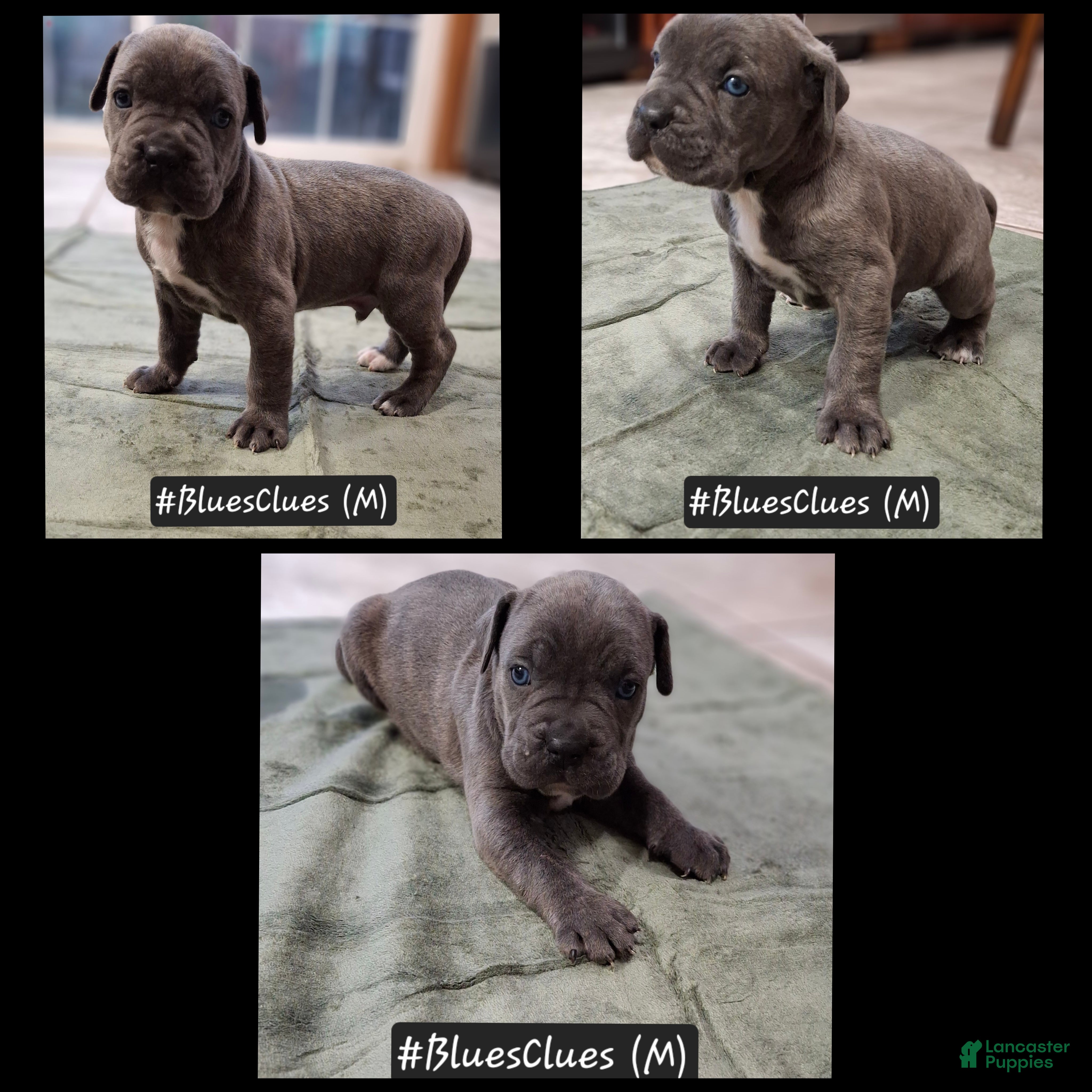Cane Corso dogs for sale: Cane Corso 3 - Ad 2