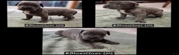 Cane Corso dogs for sale: Cane Corso 3 - Ad 1