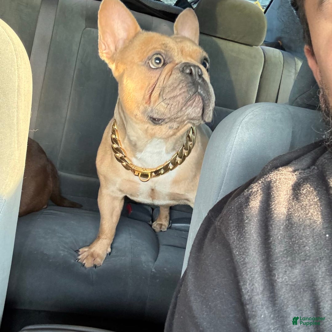 Gallery Image {{count}}