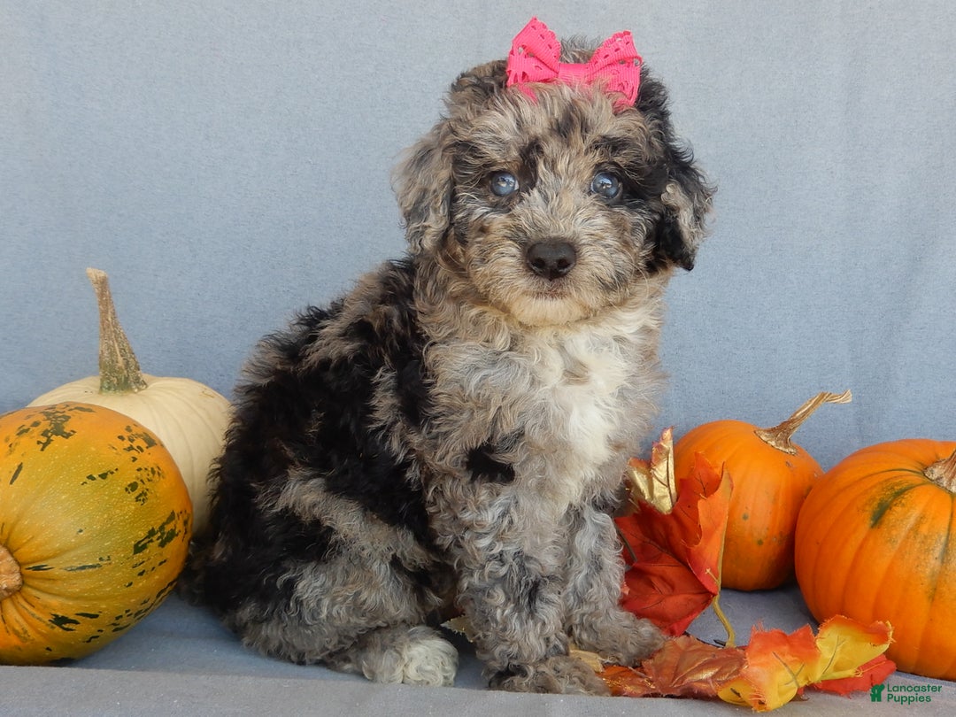 Sheepadoodle dogs for sale: Panda (medium) - Ad 44