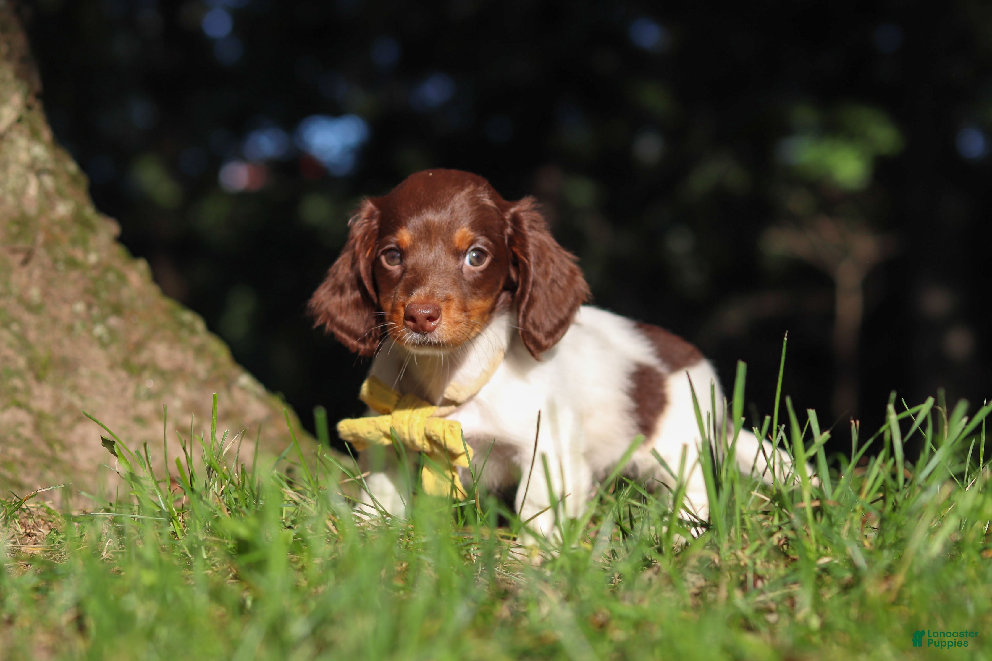 Miniature Dachshund dogs Shane - Ad 1