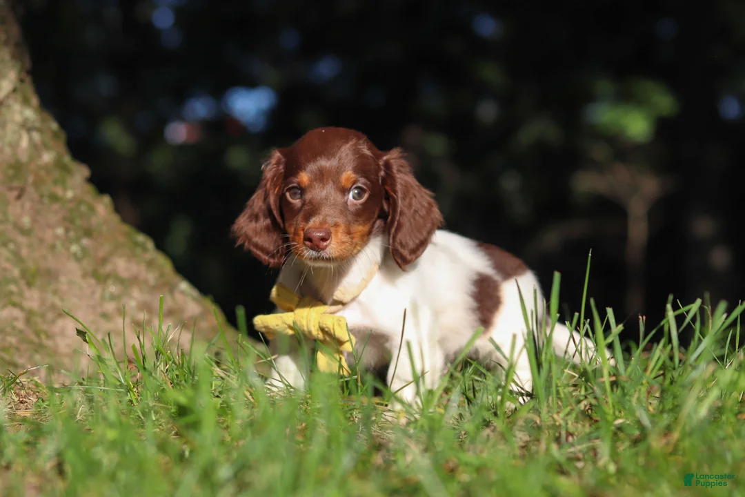 Miniature Dachshund dogs for sale: Shane - Ad 1