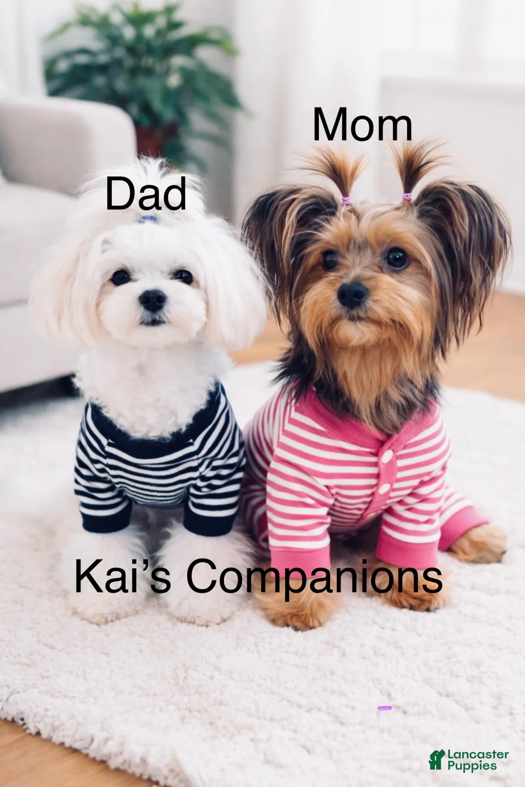 Morkie dogs for sale: Mochi - Ad 3