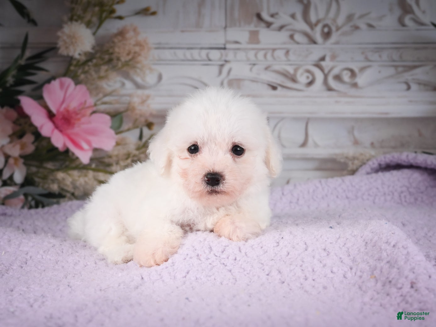 Bichon Frise dogs AKC-Ringo - Ad 2