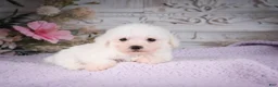 Bichon Frise dogs for sale: AKC-Ringo - Ad 2