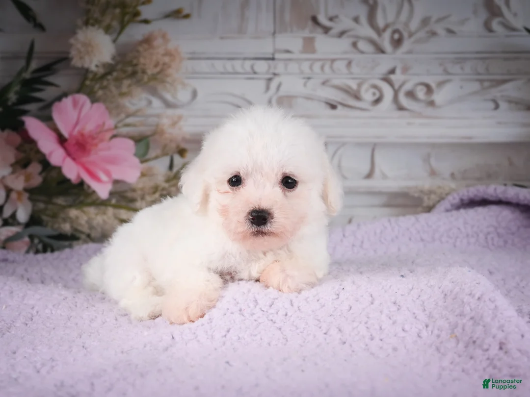 Bichon Frise dogs for sale: AKC-Ringo - Ad 2