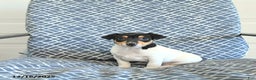 Toy Fox Terrier dogs for sale: Brad  - Ad 1