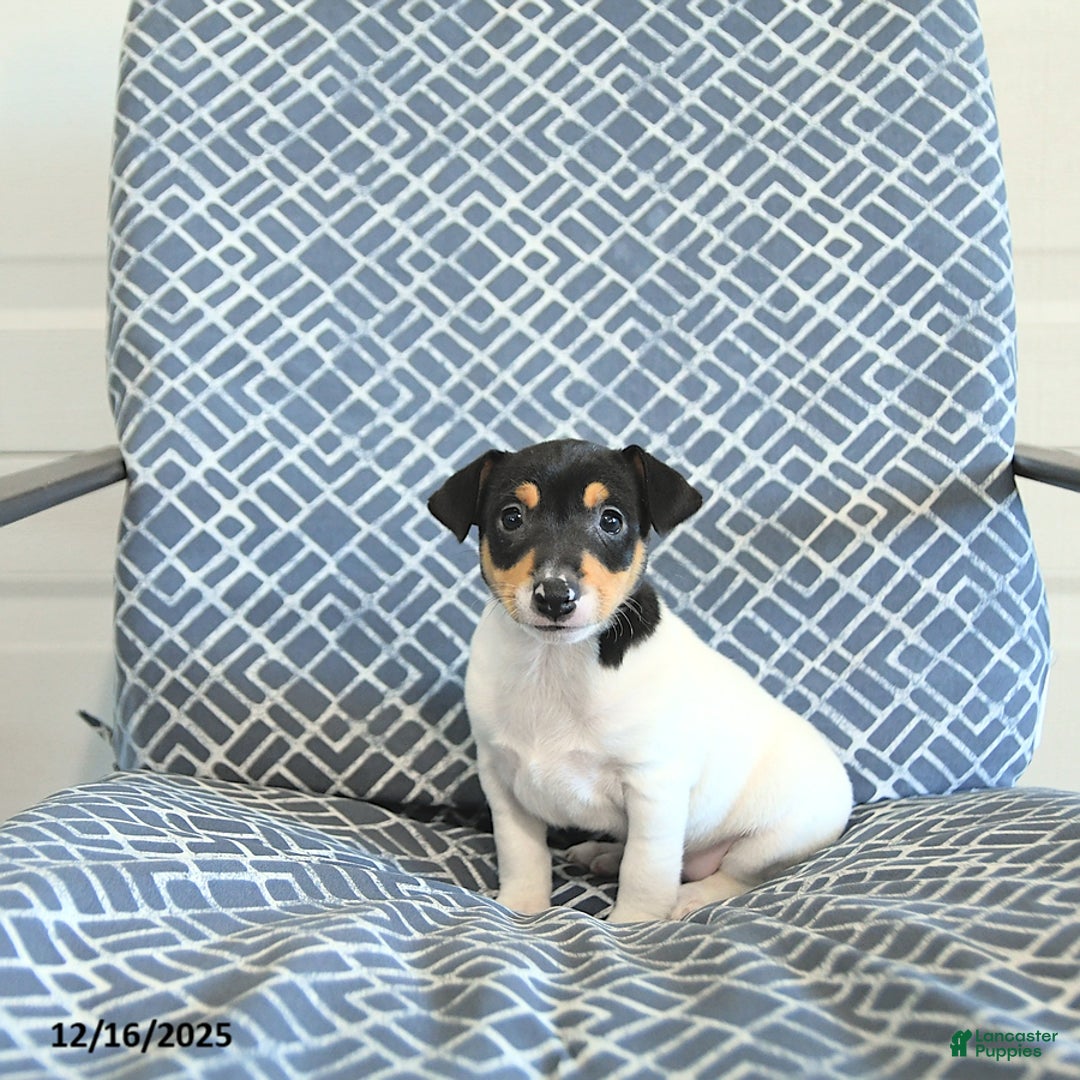 Toy Fox Terrier dogs for sale: Brad  - Ad 1