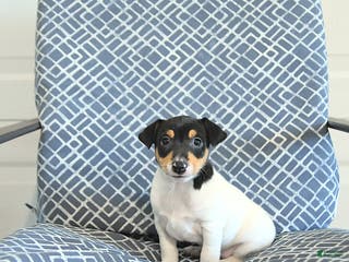 Toy Fox Terrier dogs Brad - Ad 3