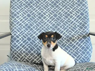 Toy Fox Terrier dogs Brad - Ad 1
