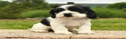 Cocker Spaniel dogs for sale: Lucy - Ad 3