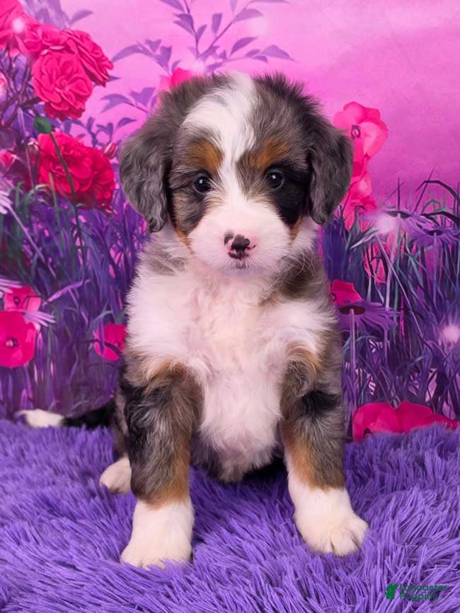 Mini Bernedoodle dogs Cupid - Ad 1