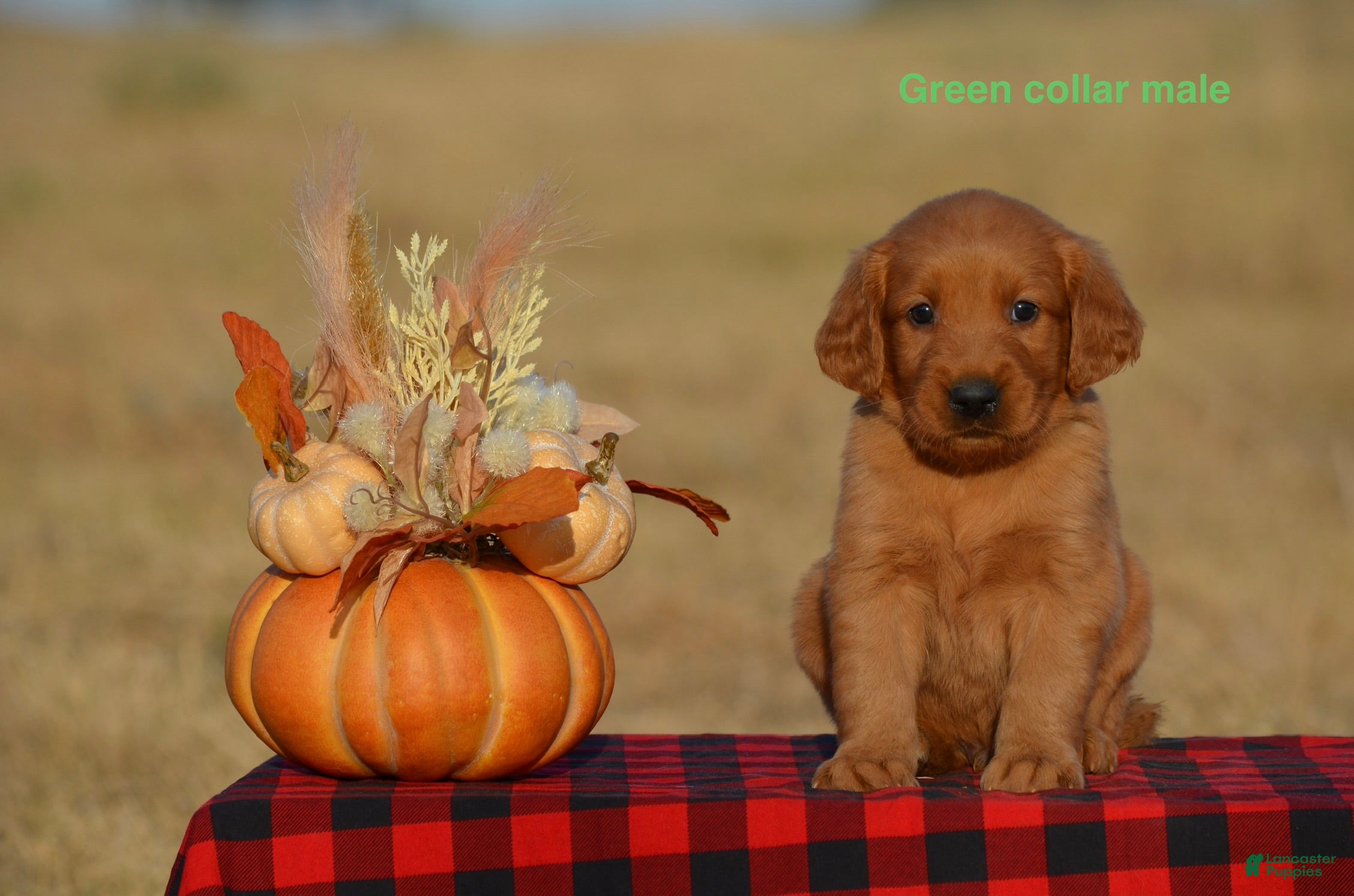 Golden Retriever dogs Karl - Ad 24