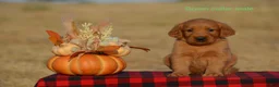 Golden Retriever dogs for sale: Karl - Ad 1