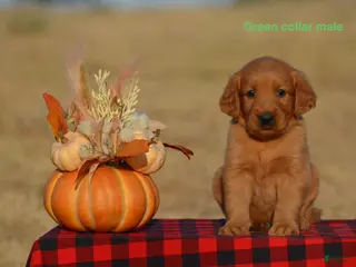 Golden Retriever dogs Karl - Ad 24