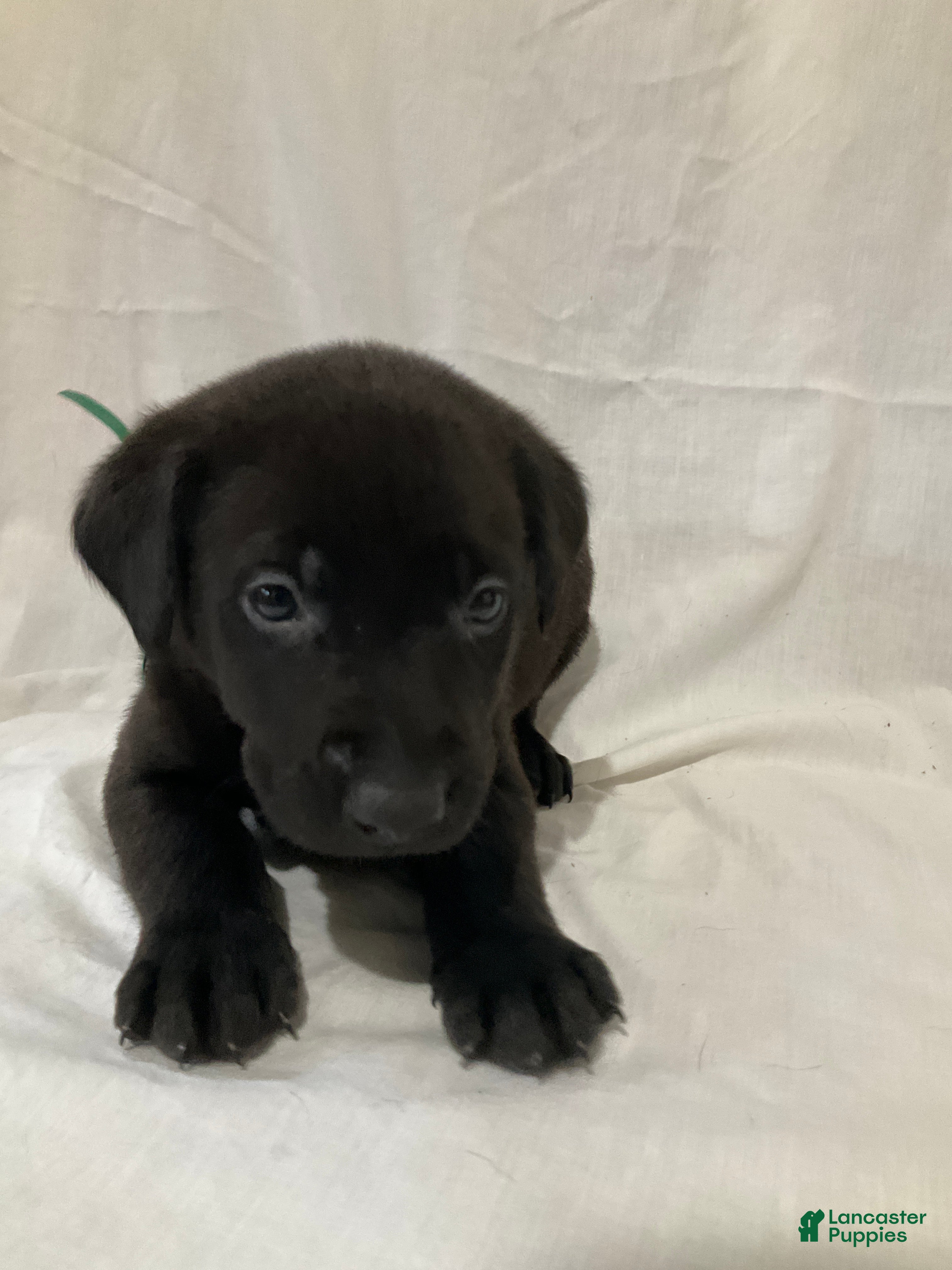 Labrador Retriever dogs Abel - Ad 26