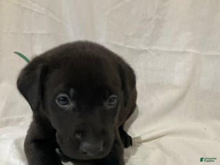 Labrador Retriever dogs Abel - Ad 26