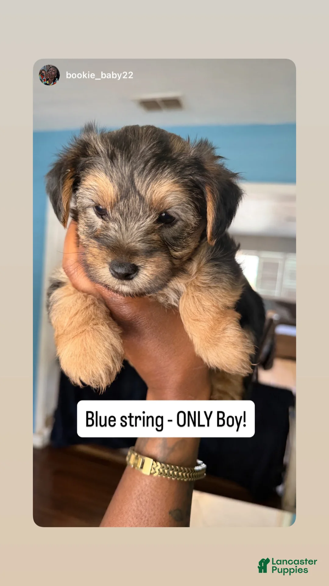 Yorkshire Terrier dogs for sale: Yorkshire Terrier Puppy 1 - Ad 1
