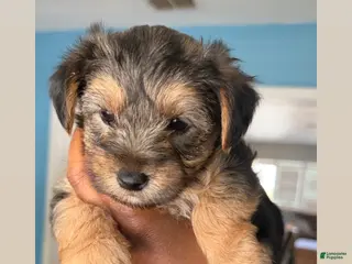 Yorkshire Terrier dogs Yorkshire Terrier Puppy 1 - Ad 31