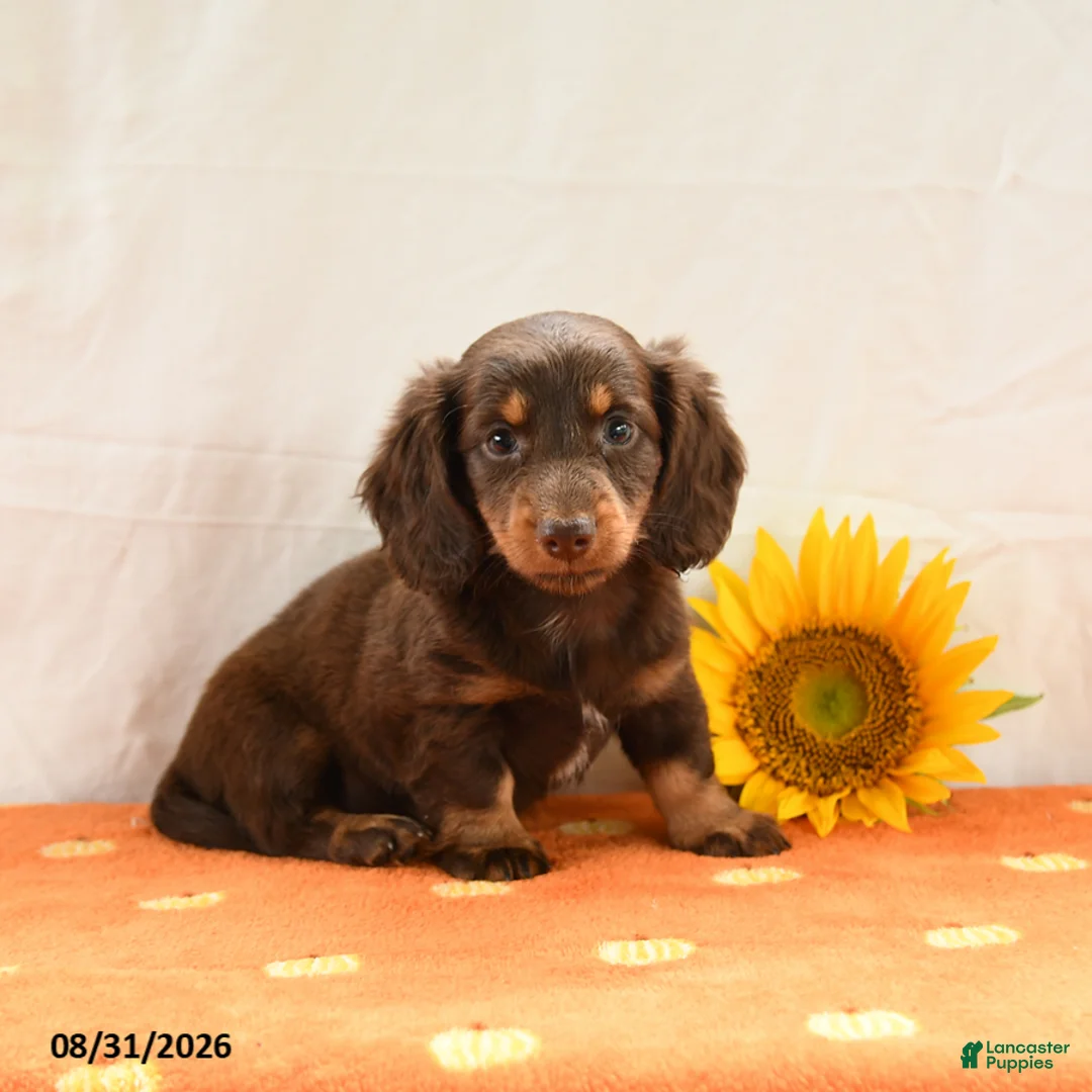 Miniature Dachshund dogs for sale: Mocha - Ad 2