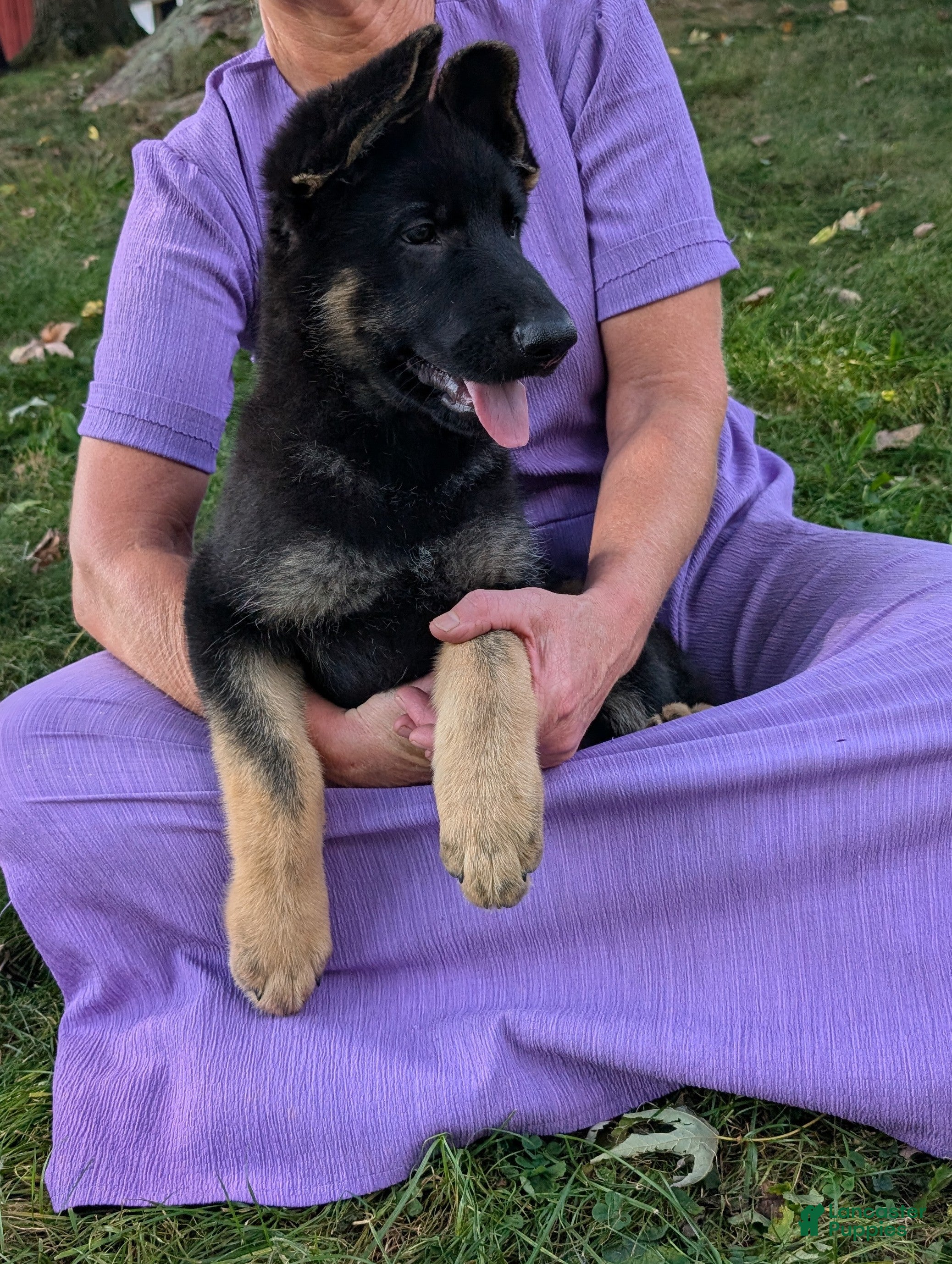 German Shepherd dogs Dani - Ad 1