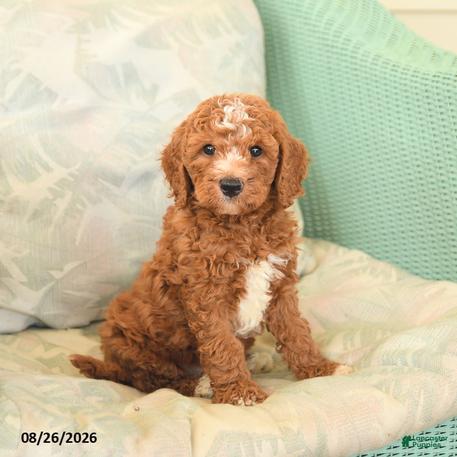 Cavapoo dogs Farlow - Ad 2