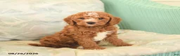 Cavapoo dogs for sale: Farlow - Ad 2