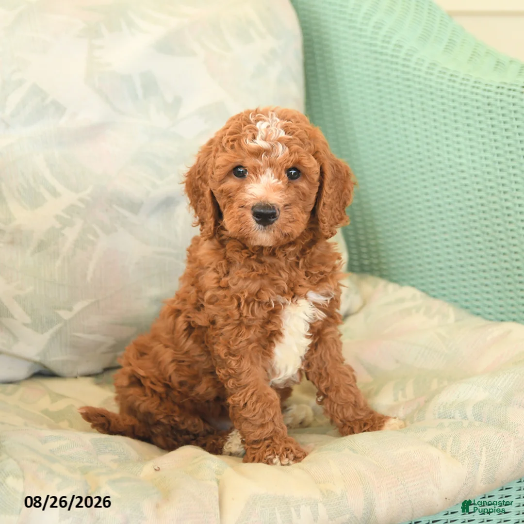 Cavapoo dogs for sale: Farlow - Ad 2