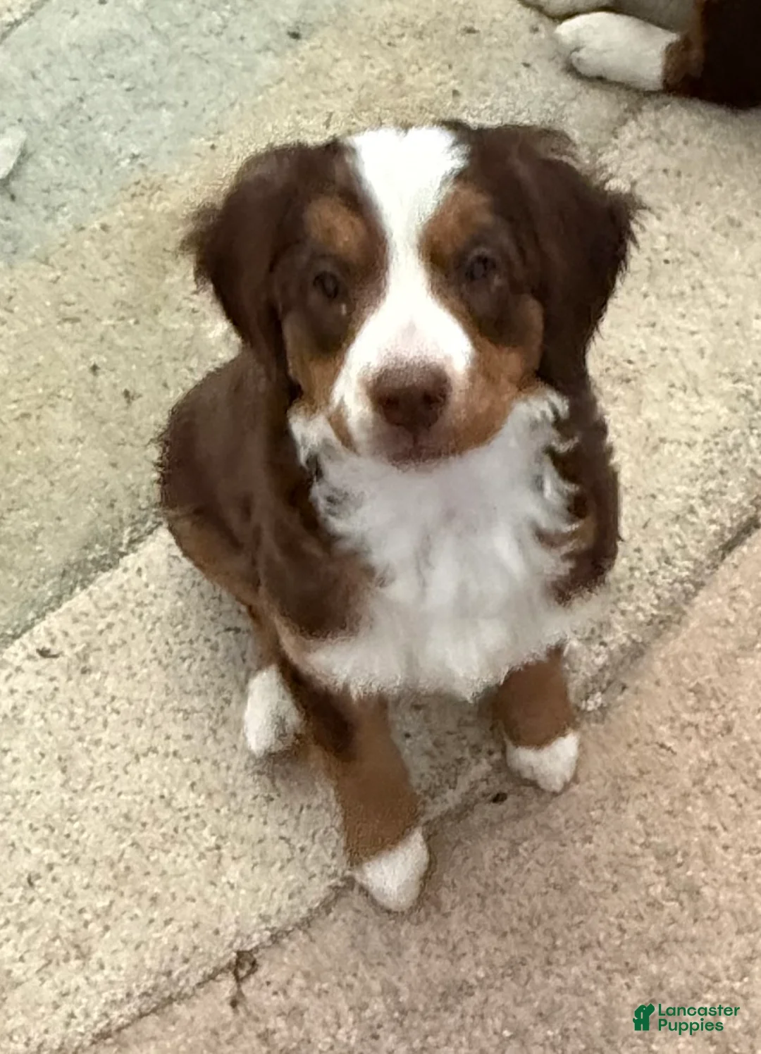 Mini Bernedoodle dogs for sale: Ginger - Ad 2