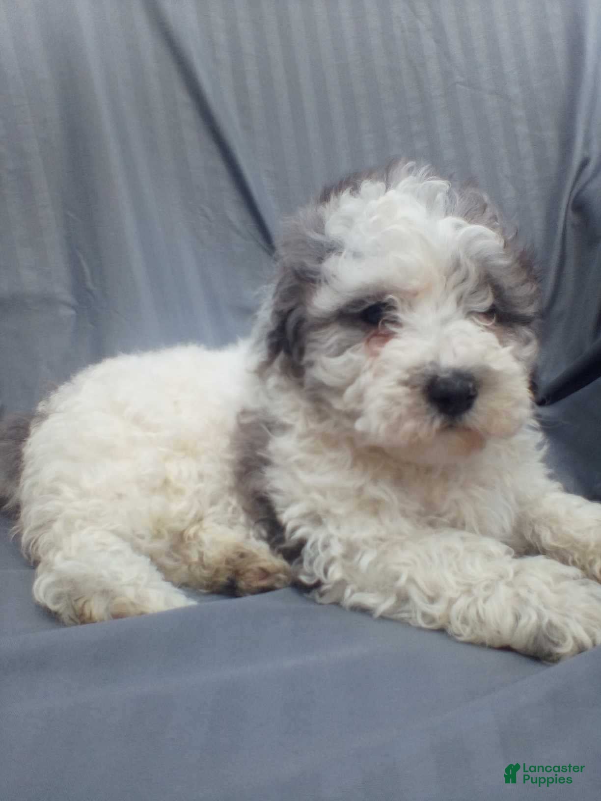 Toy Poodle dogs Toy Poodle Puppy 3 - Ad 2