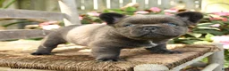 French Bulldog dogs for sale: Wooly Pooly - Ad 3