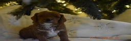 Cavapoo dogs for sale: Cavapoo Puppy 1 - Ad 4