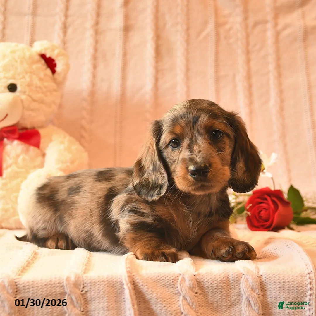 Miniature Dachshund dogs for sale: Honey   - Ad 5
