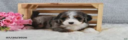 Mini Bernedoodle dogs for sale: Kiana - Ad 4