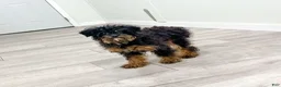 Toy Poodle dogs for sale: Brady - Ad 7