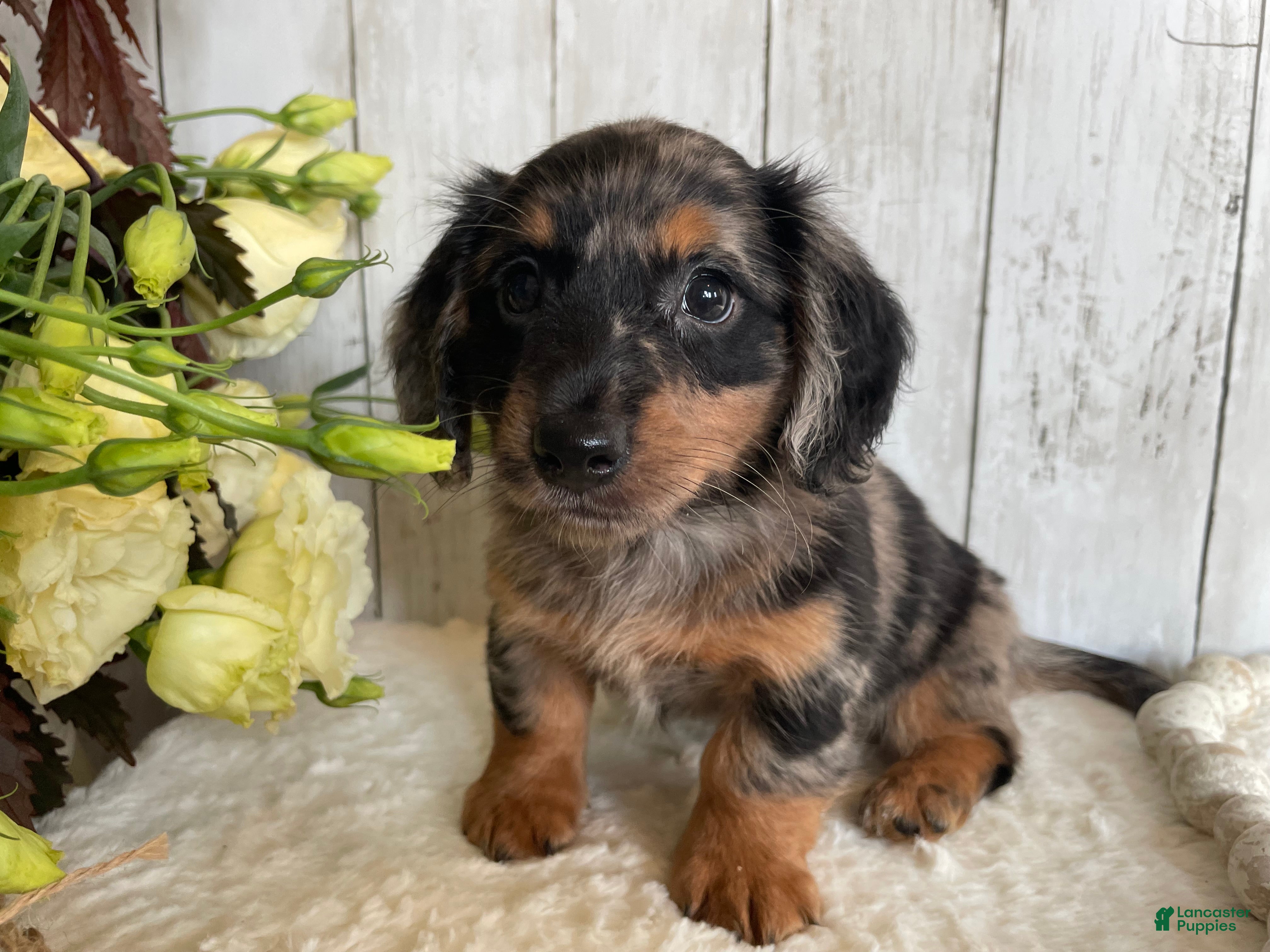 Miniature Dachshund dogs Lincoln  - Ad 2