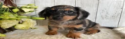 Miniature Dachshund dogs for sale: Lincoln  - Ad 2