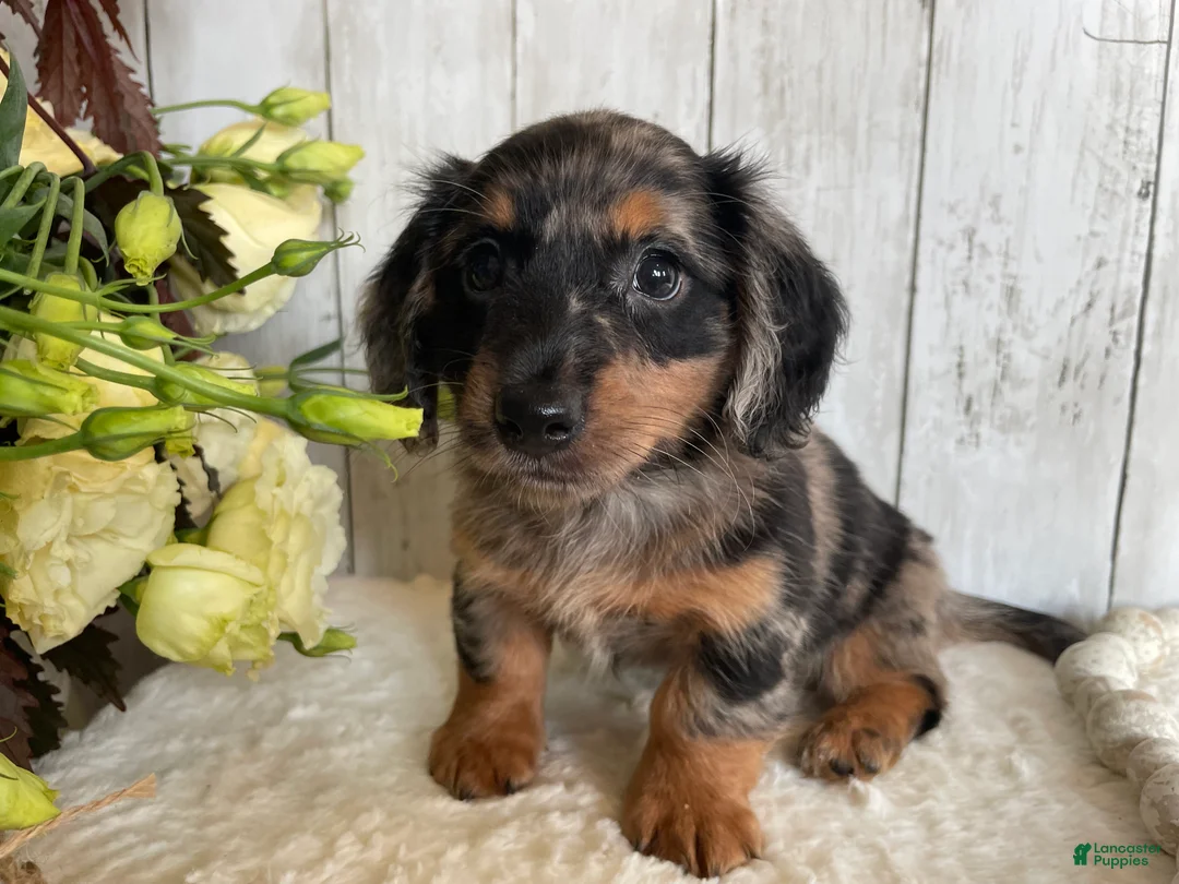 Miniature Dachshund dogs for sale: Lincoln  - Ad 2