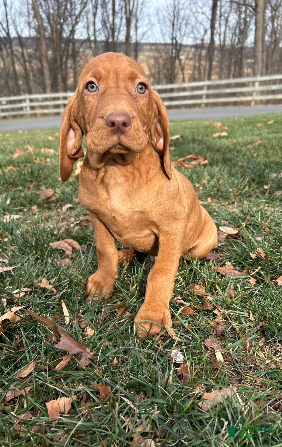 Vizsla dogs for sale: Venti - Ad 1