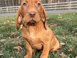 Vizsla dogs Venti - Ad 25