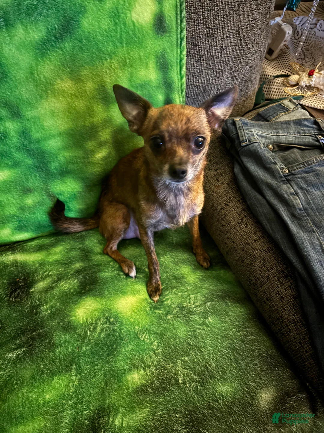 Chihuahua dogs for sale: Chihuahua Puppy 1 - Ad 13
