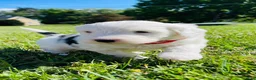 Sheepadoodle dogs for sale: Lily  - Ad 14