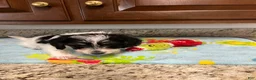 Mixed Breed dogs for sale: Colby  - Ad 3