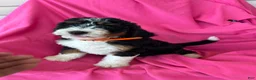 Mini Bernedoodle dogs for sale: OAKLEY - Ad 8