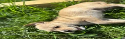 Mixed Breed dogs for sale: Mixed Breed Puppy 2 - Ad 3